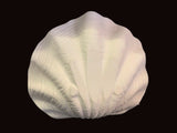 Large Seashell Bowl