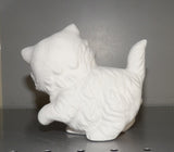 Playful Cat Kitty Cat Kitten