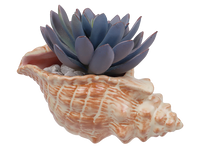 Conch Shell Planter