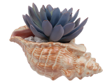 Conch Shell Planter