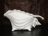 Ocean Beach SEASHELL Sea Shell Planter Large