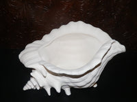 Ocean Beach SEASHELL Sea Shell Planter Large