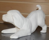 Playful  Puppy Dog Standing up & Sitting