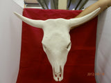 Huge Cow Skull Great for Barns Western