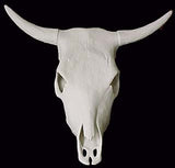 Huge Cow Skull Great for Barns Western