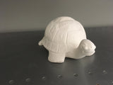Garden Box Turtle