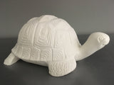 Garden Box Turtle