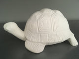 Garden Box Turtle