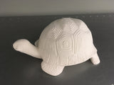 Garden Box Turtle